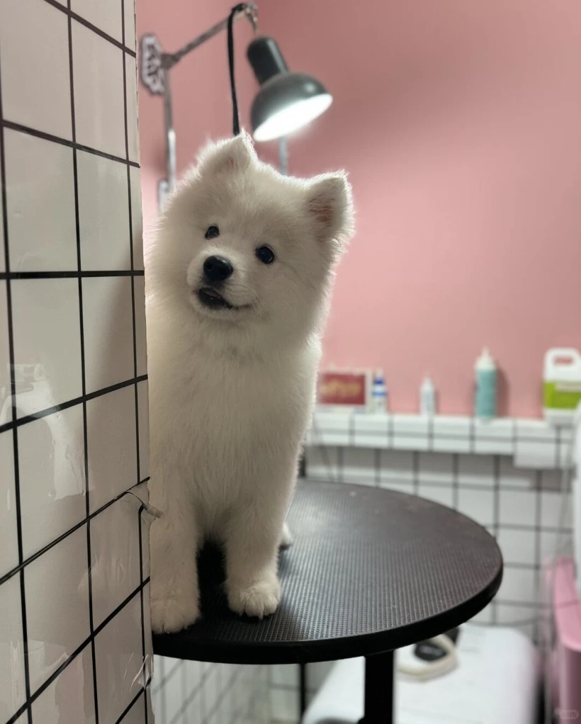 White dog in a grooming salon representing custom premium pet care products for the Singapore market - Zicail Beauty - Zicail Beauty White dog in a grooming salon representing custom premium pet care products for the Singapore market - Helping a Singapore Distributor Develop a Differentiated Premium Pet Grooming Line - Case Study